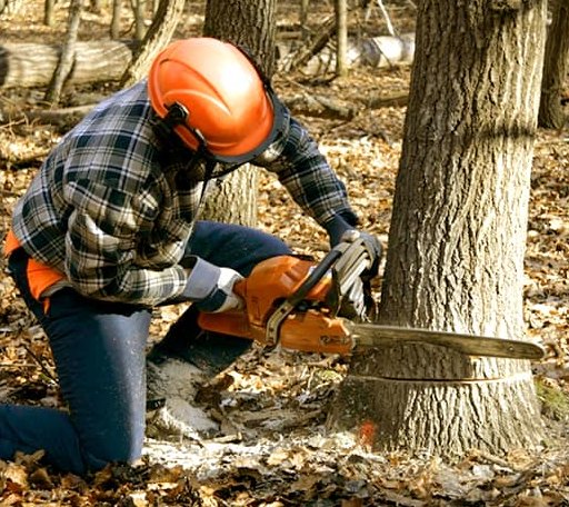 Tree Removal in Genoa, WV